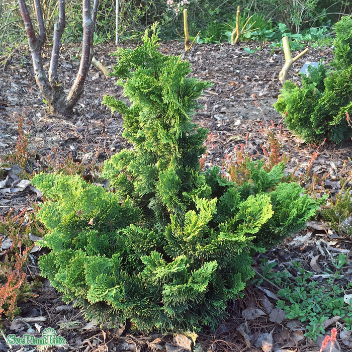 Chamaecyparis obtusa 'Nana Gracilis' C6 25-30cm