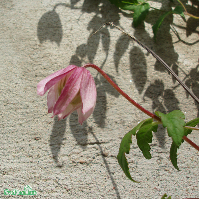 Clematis (Atr.) 'Pink Flamingo' A-kval C2
