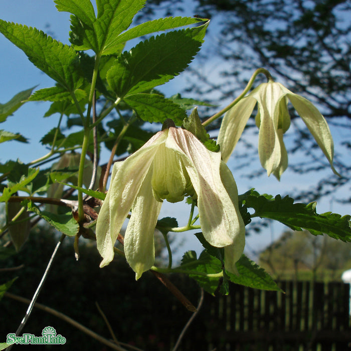 Clematis (Atr.) 'Pointy' A-kval C2