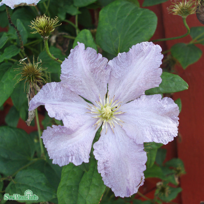Clematis Blekitny Aniol C 2