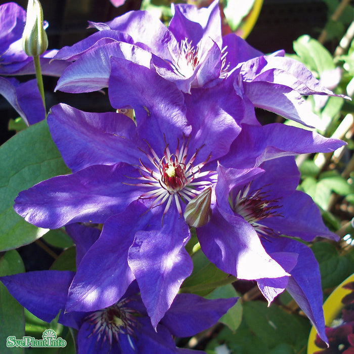 Clematis 'The President' C2 80-100cm