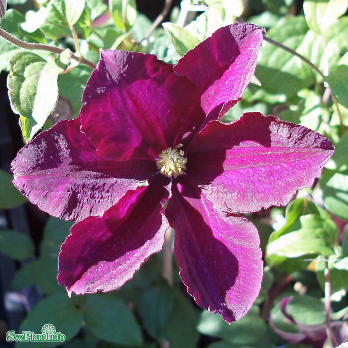 Clematis (TS) 'Warszawska Nike' A-kval C2