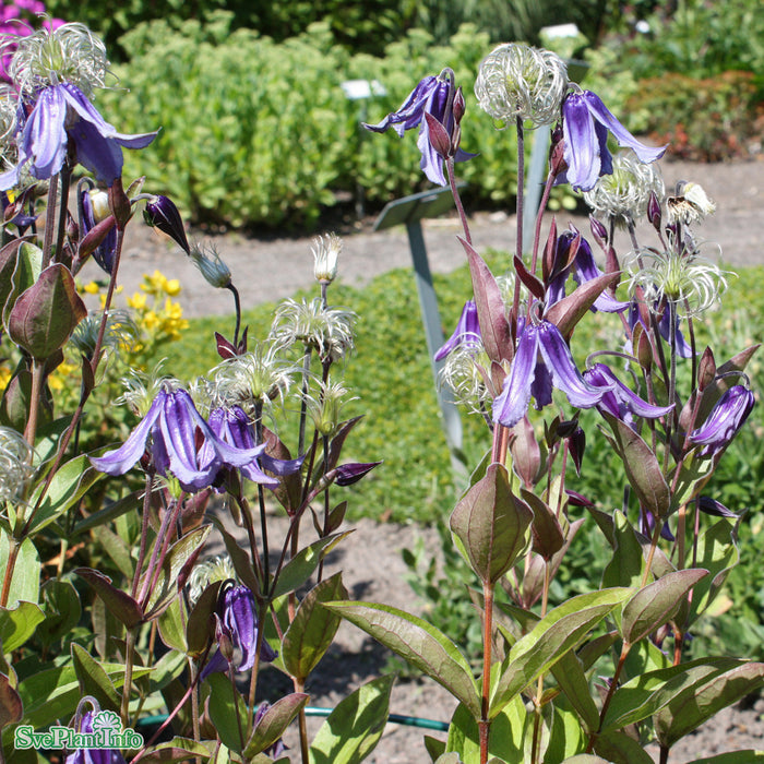 Clematis integrifolia A-kval