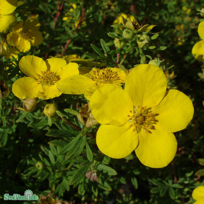 Potentilla 'Goldfinger' C3,4