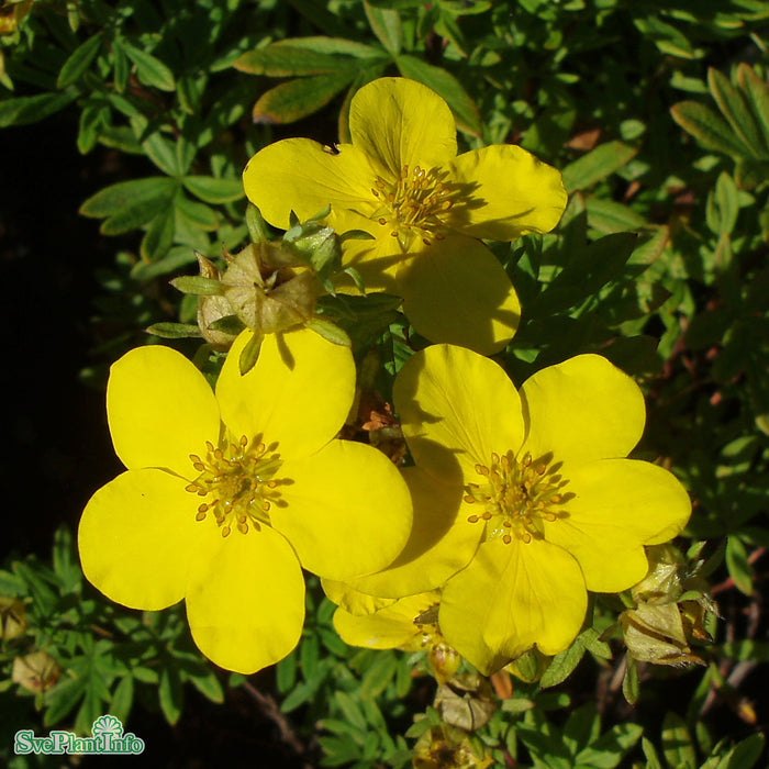 Potentilla 'Goldfinger' C3,4