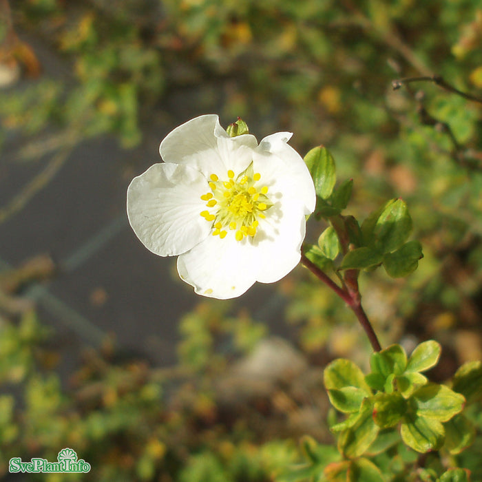 Dasiphora (Fruticosa) 'Limelight' Busk C3,5