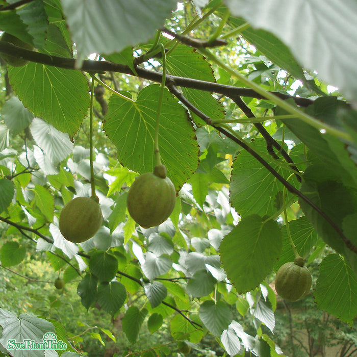 Davidia involucrata Högstam C35 So 8-10cm