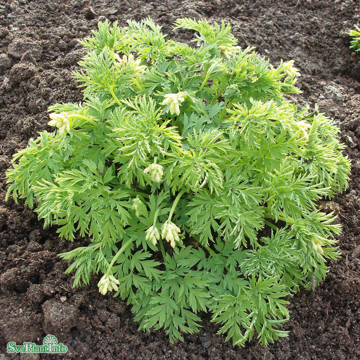 Lamprocapnos spectabilis 'Alba' C3