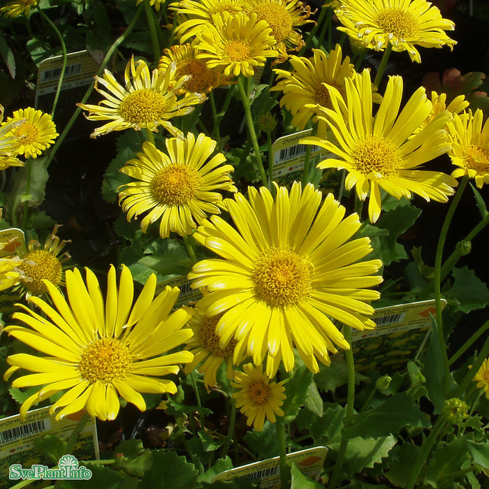 Doronicum orientale 'Little Leo' A-kval