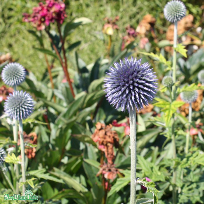Echinops bannaticus A-kval