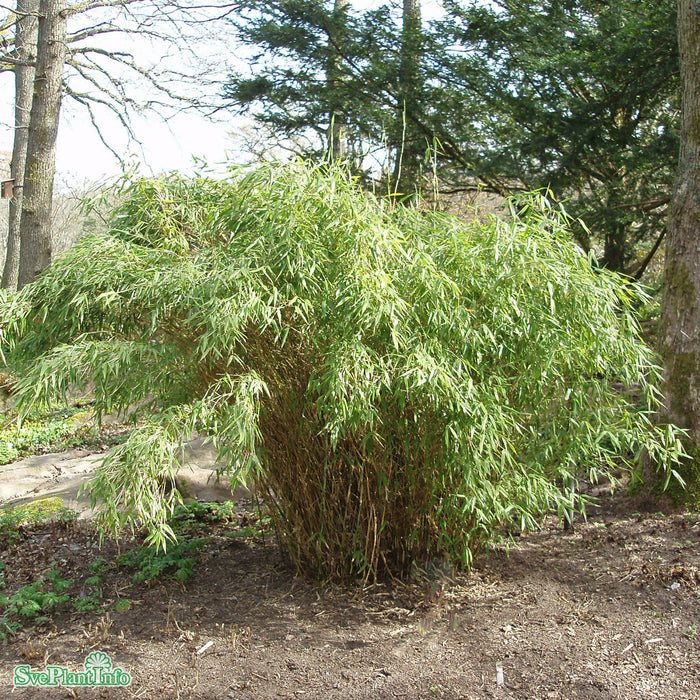 Fargesia murielae 'Simba' Co 50-60cm