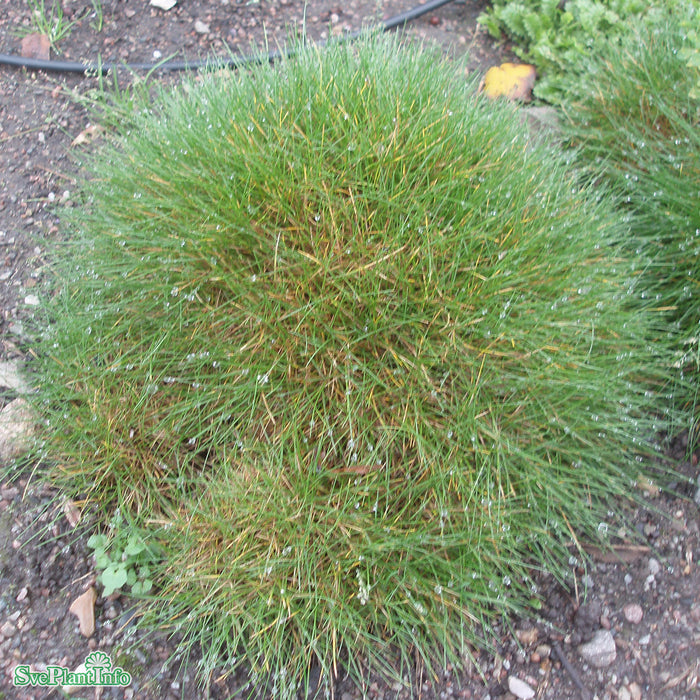 Festuca gautieri A-kval
