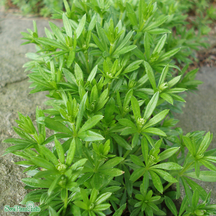 Galium odoratum A-kval