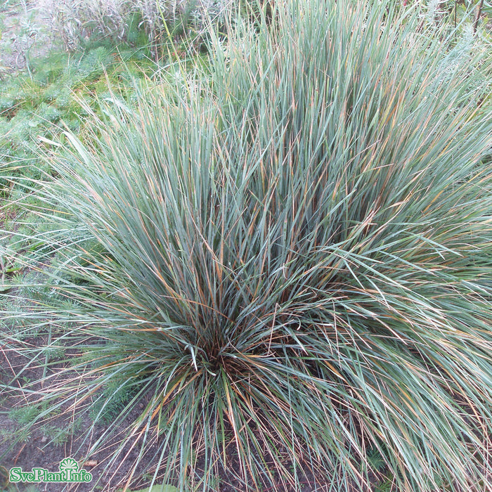 Helictotrichon sempervirens A-kval