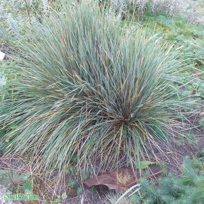 Helictotrichon sempervirens A-kval