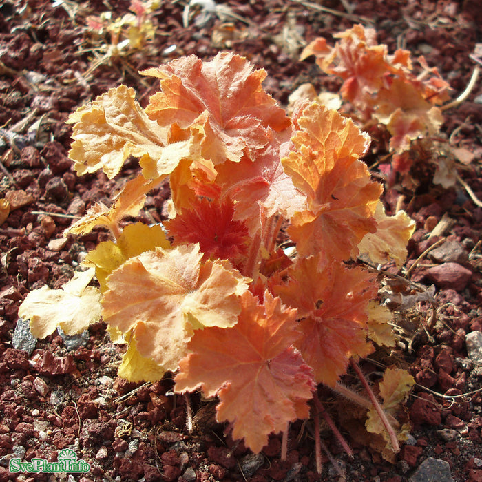 Heuchera 'Marmalade' A-kval