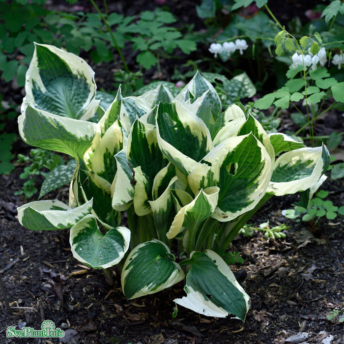 Hosta 'Patriot' A-kval C3