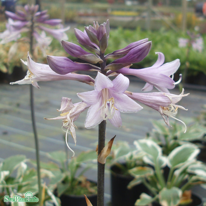 Hosta 'Patriot' A-kval C3