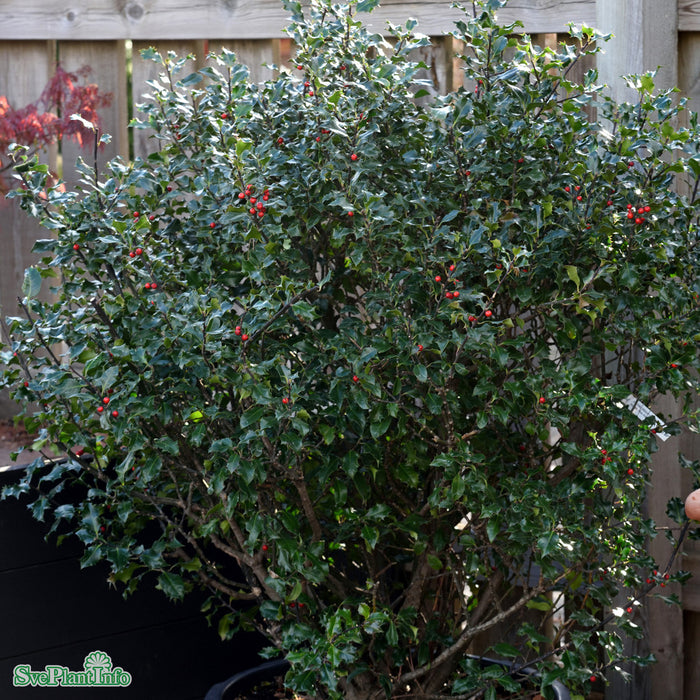 Ilex x meserveae 'Blue Angel' Busk C10 40-50cm