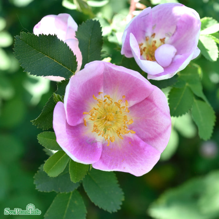 Rosa (Spinosissima) 'Hällestorp' A-kval C4