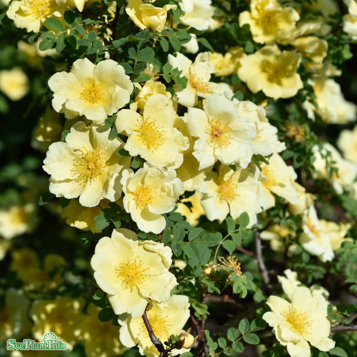 Rosa hugonis A-kval C4
