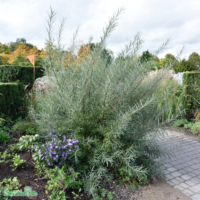 Salix elaeagnos 'Angustifolia' Solitär C20 150-175cm