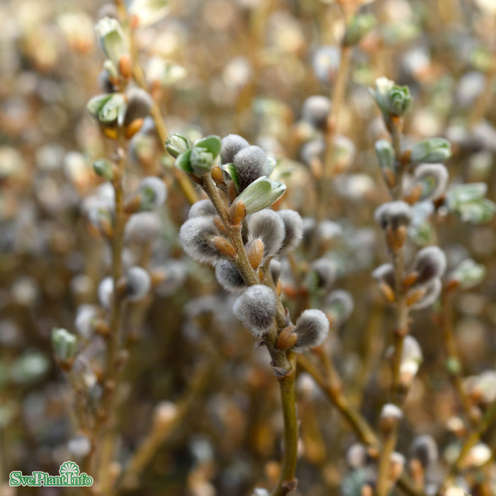 Salix helvetica Stam C3 60cm