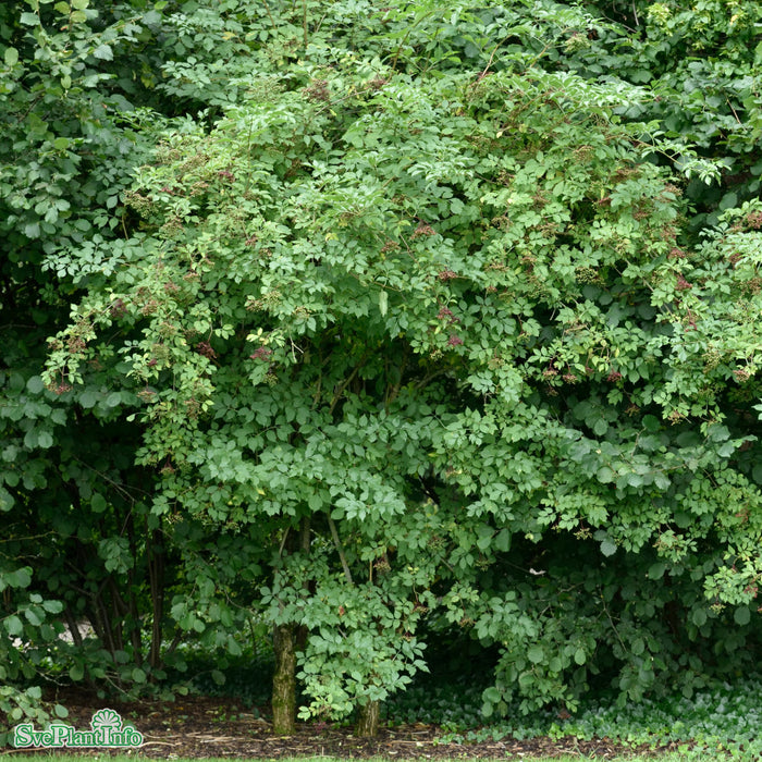 Sambucus nigra 'Haschberg' C6 50-60cm