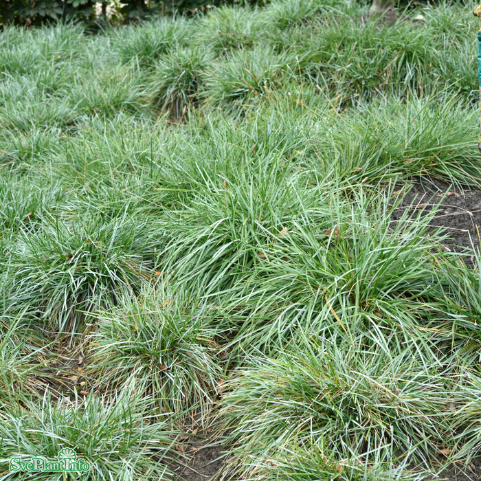 Sesleria caerulea A-kval