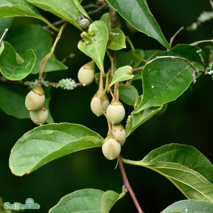 Styrax japonica C12 80-100cm