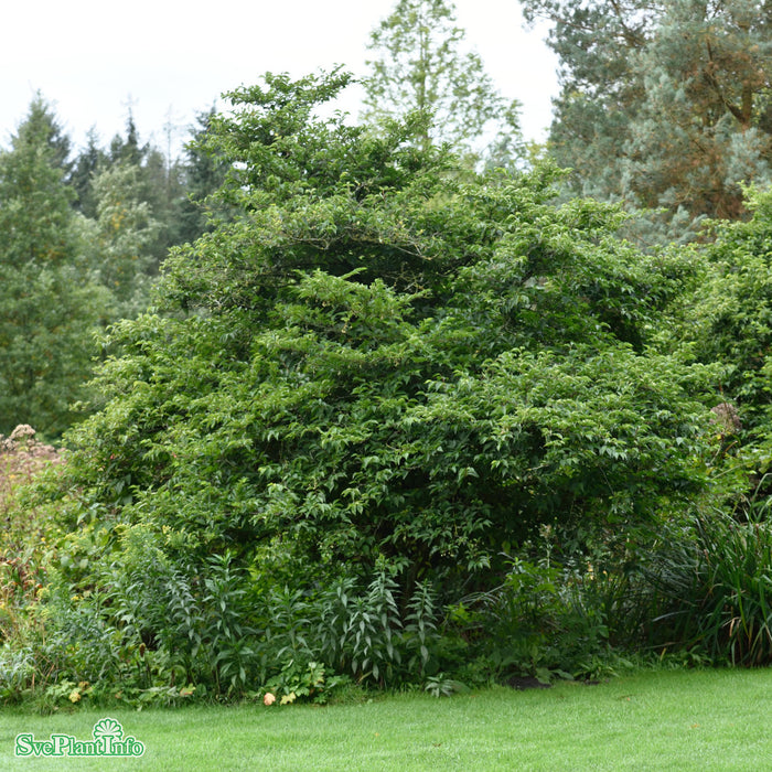 Styrax japonica C12 80-100cm