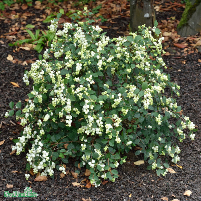 Symphoricarpos 'Magical Galaxy' Busk C3