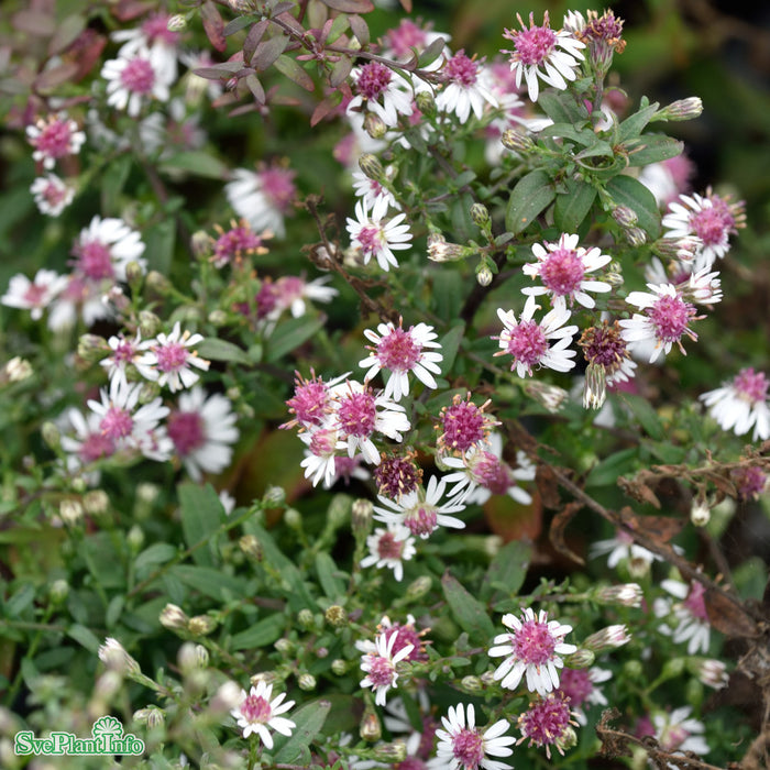 Symphyotrichum lateriflorum 'Horizontale' A-kval