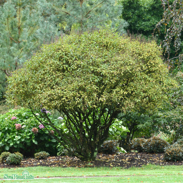 Syringa komarowii ssp. reflexa Solitär C20 150-175cm