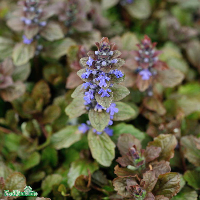 Ajuga reptans 'Braunherz' A-kval