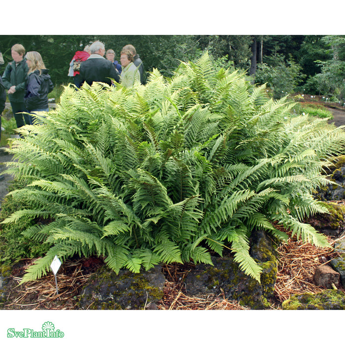 Dryopteris filix-mas A-kval