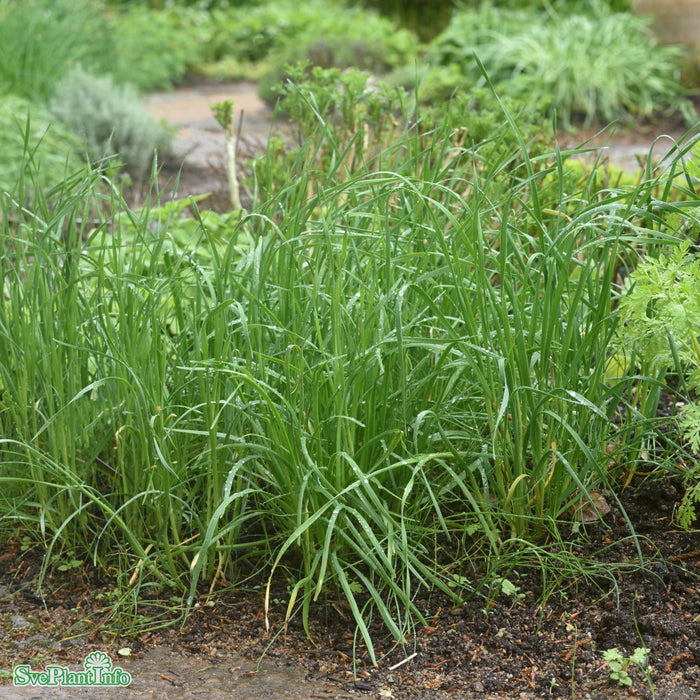 Allium tuberosum A-kval