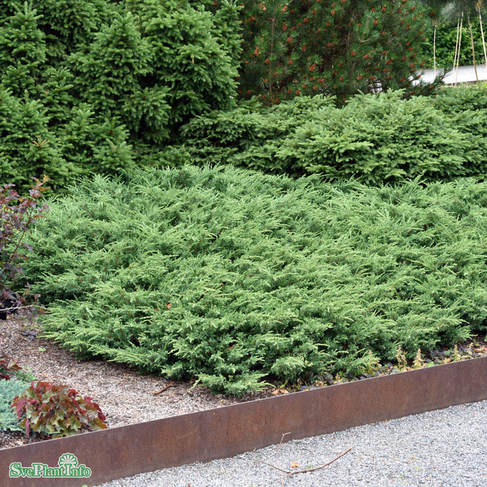 Juniperus communis 'Repanda' C3 25-30cm cm