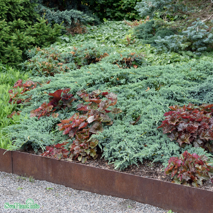 Juniperus squamata 'Blue Carpet' C15 60-80cm