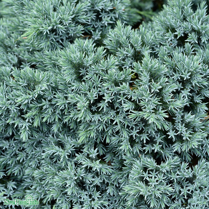 Juniperus squamata 'Blue Star' C5 25-30cm