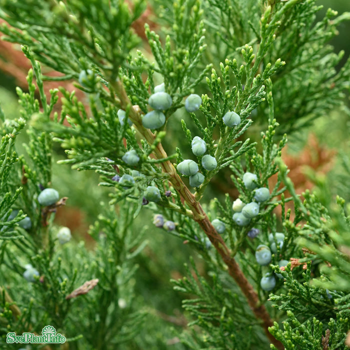 Juniperus x pfitzeriana 'Mint Julep' C3 40-50cm