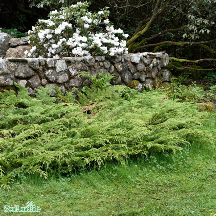 Microbiota decussata C2 20-25cm