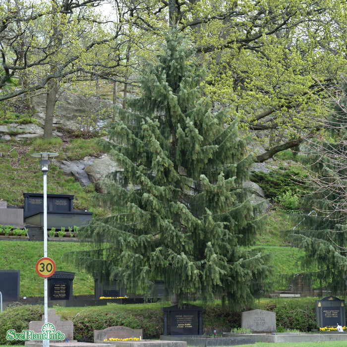 Picea breweriana Kl 80-100cm