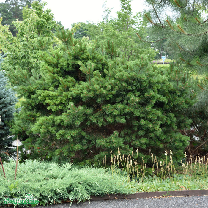 Pinus mugo 'Gnom' C110 125-150cm