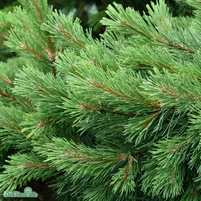 Pinus mugo 'Gnom' D30 80-100cm