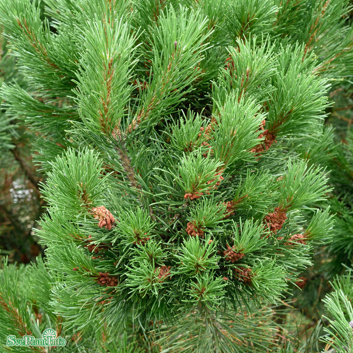 Pinus mugo var. pumilio FK SAUHERAD E 20-25cm C5