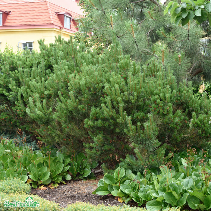 Pinus mugo var. pumilio FK SAUHERAD E 20-25cm C5