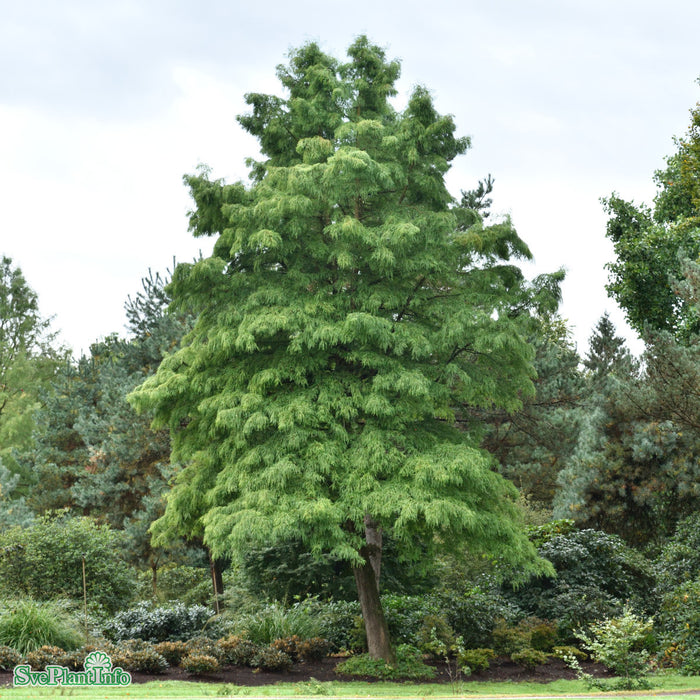 Taxodium distichum Solitär Kl 175-200cm