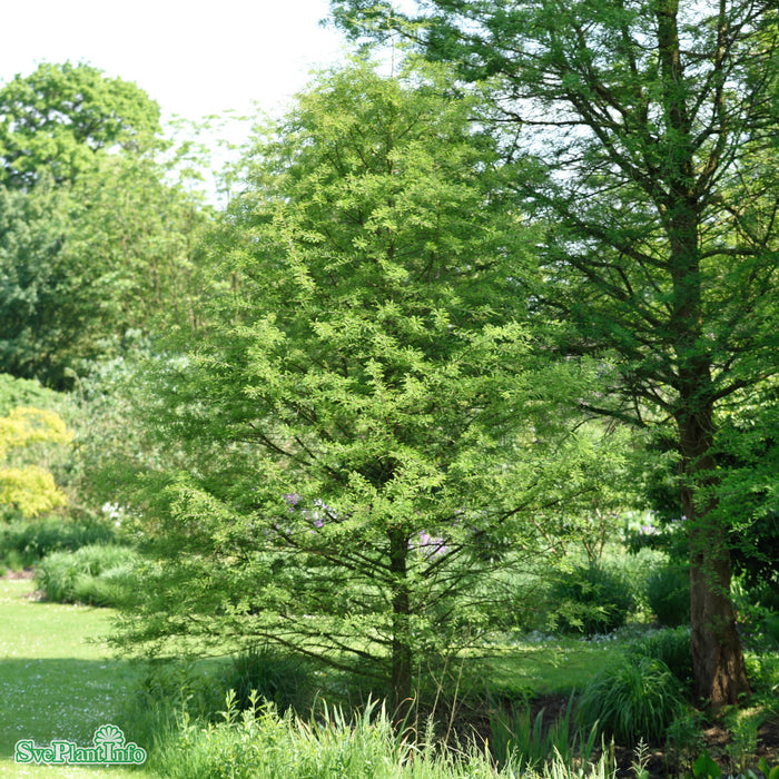 Taxodium distichum Solitär Kl 175-200cm