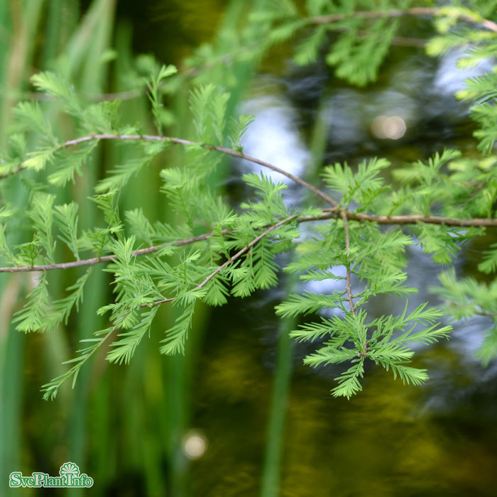 Taxodium distichum Solitär Kl 175-200cm
